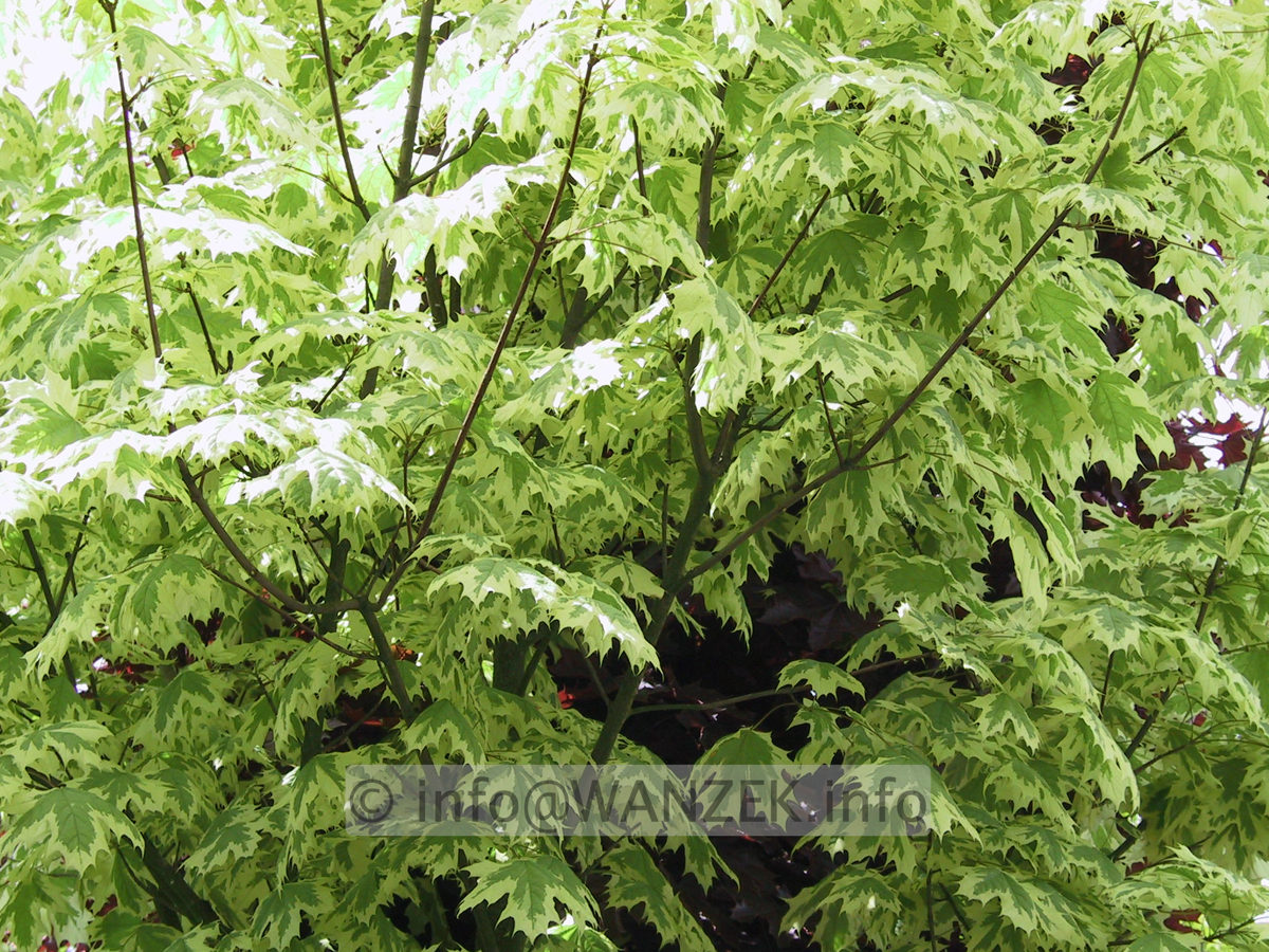 Acer platanoides Drummondii - Blattwerk.JPG